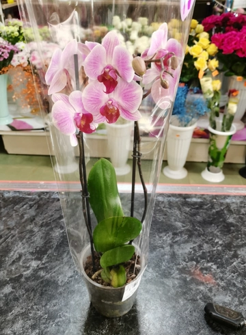 Орхидея в горшке от интернет-магазина цветов в 
