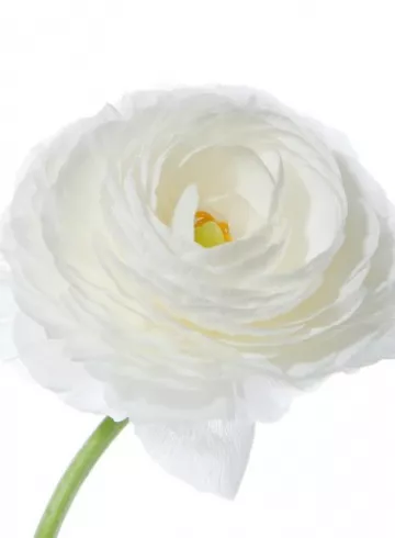 Белый ранункулюс от интернет-магазина цветов в 