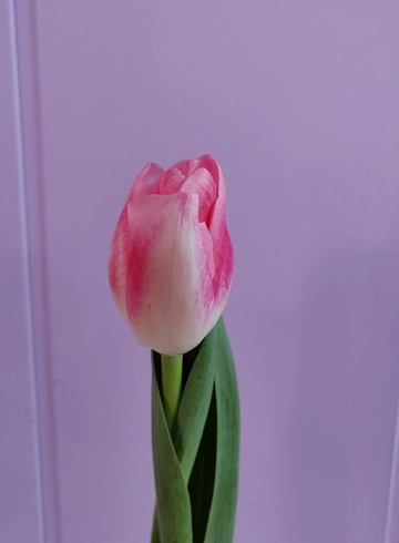 Белорозовый тюльпан от интернет-магазина цветов в 