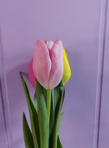 Розовый тюльпан от интернет-магазина цветов в 