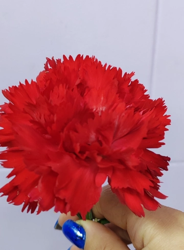 Гвоздика красная от интернет-магазина цветов в 