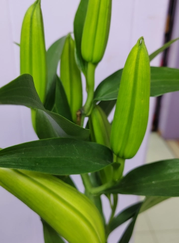 Лилия белая от интернет-магазина цветов в 