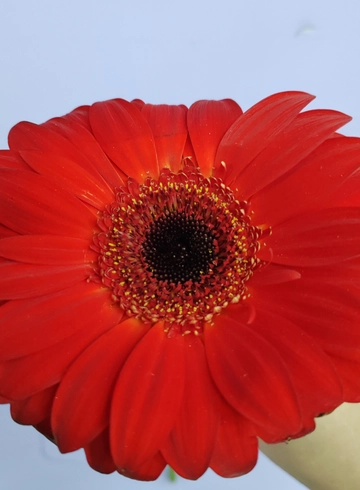 Гербера красная от интернет-магазина цветов в 