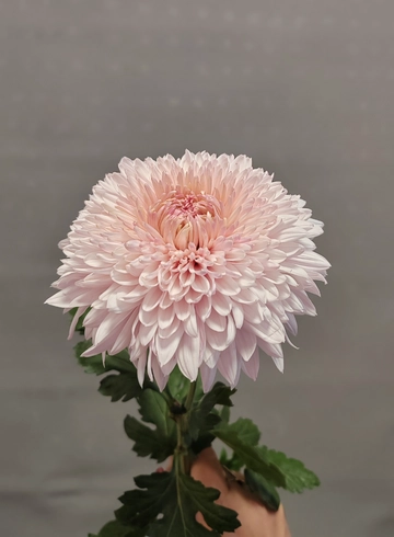 Хризантема розовая от интернет-магазина цветов в 