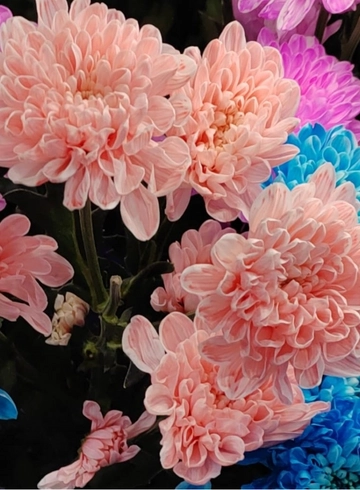 Хризантема кустовая окрашенная  от интернет-магазина цветов в 