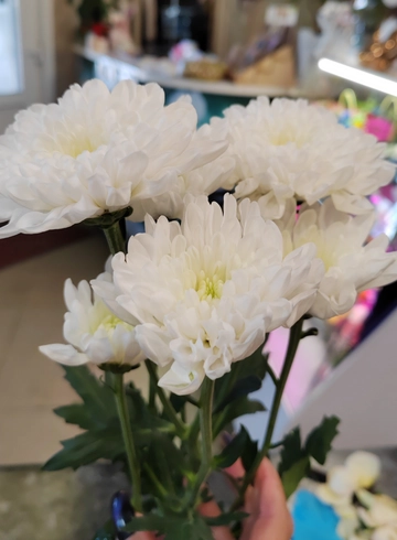 Кустовая белая хризантема от интернет-магазина цветов в 