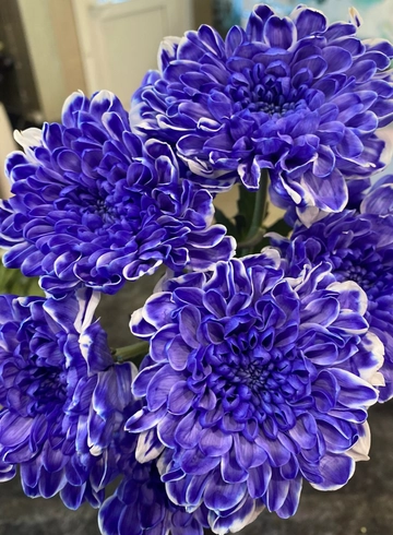 Кустовая фиолетовая хризантема от интернет-магазина цветов в 