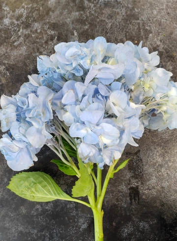 Голубая гортензия от интернет-магазина цветов в 