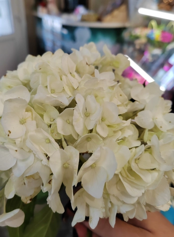 Белая гортензия от интернет-магазина цветов в 