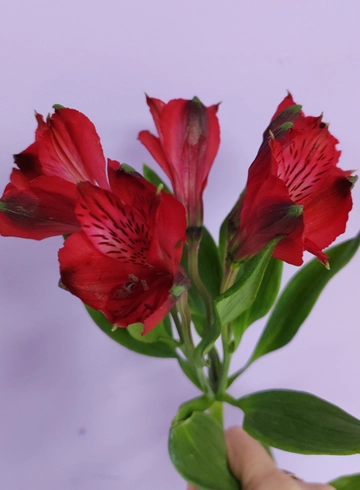 Альстромерия красная от интернет-магазина цветов в 