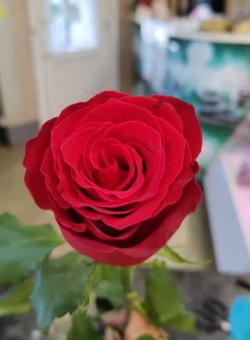 Роза Кения  от интернет-магазина цветов в 