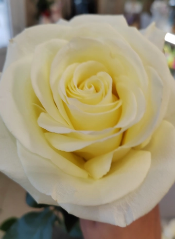 Роза White Naomi от интернет-магазина цветов в 