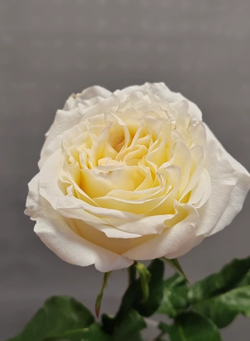 Пионовидная роза «canbelait»  от интернет-магазина цветов в 