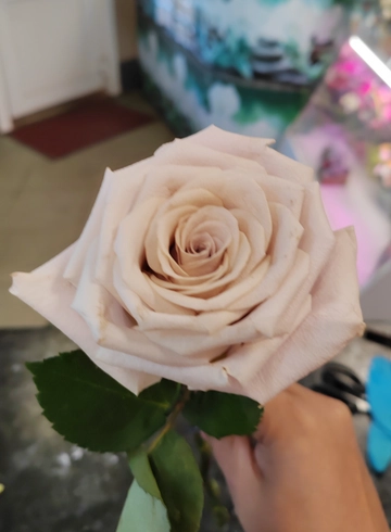 Пудровая роза от интернет-магазина цветов в 