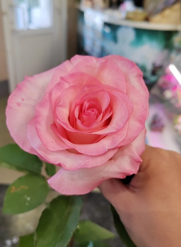 Розовая роза Anna-Karina от интернет-магазина цветов в 