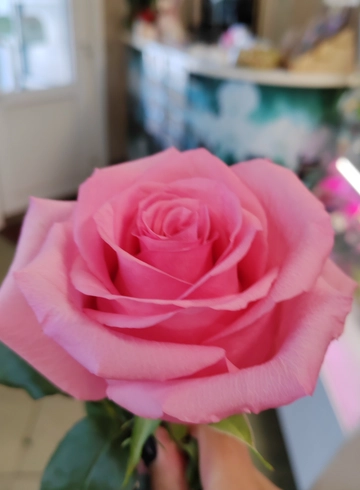 Розовая роза Aqua от интернет-магазина цветов в 