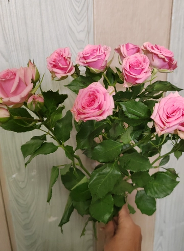  роза кустовая от интернет-магазина цветов в 