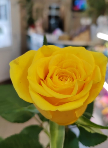 Желтая роза Ilios от интернет-магазина цветов в 