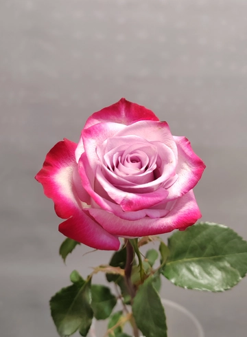 Сиреневая роза от интернет-магазина цветов в 