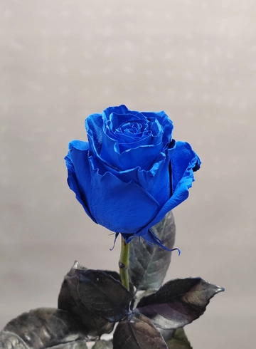 Синяя роза от интернет-магазина цветов в 
