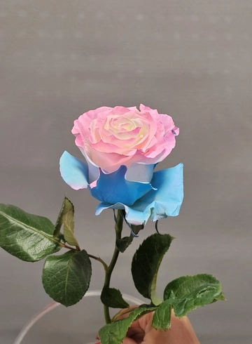 Радужная роза Rain от интернет-магазина цветов в 